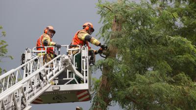 Brandweer zaagt boom om