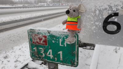 Spitsmuis langs snelweg