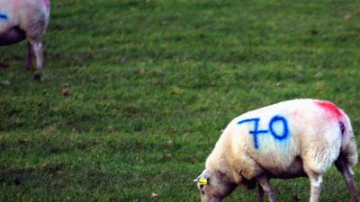 schaap-slacht-offerfeest
