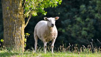 Kabinet reserveert 35 miljoen euro voor Zeeland