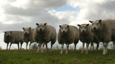 schapen-dijk