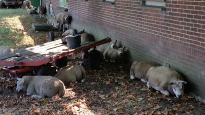 Schapen zoeken verkoeling in de schaduw