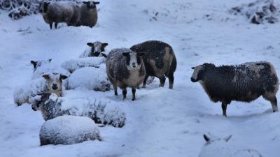 schapen-sneeuw-schemer-weiland