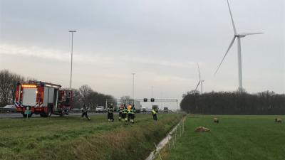 Schapen te water in sloot langs snelweg A58 bij Oirschot