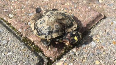 schildpad, dierenleed
