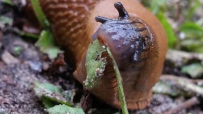 Nederlanders gebruiken teveel chemische middelen om ongedierte te bestrijden