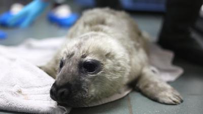 Grijze zeehondenbaby Snelle