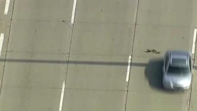 Adembenemend filmpje van moedereend en kroost die drukke snelweg oversteken