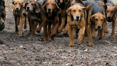 Lijk door speurhonden aangetroffen in bossen bij Ulvenhout