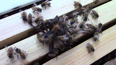 Grote spin redt aanval bijen niet