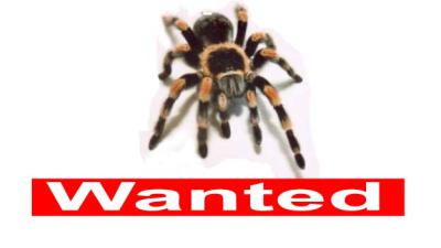 Wie heeft in Groningen het harige &#039;monstertje Pluisje&#039; gezien