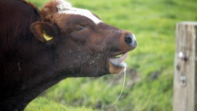 Stier dood boer