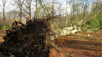 stormschade-boom-Oranjewoud