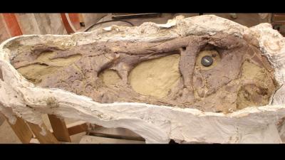 Naturalis:schedel T. rex is 'puntgaaf'