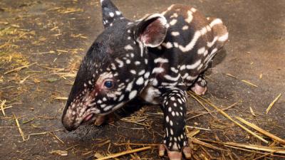Gezonde Maleise tapir geboren in Artis