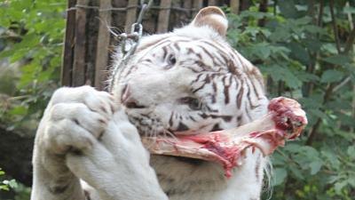 foto van tijger | DierenPark Amersfoort