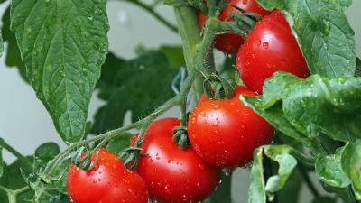 Tomaten aan rank
