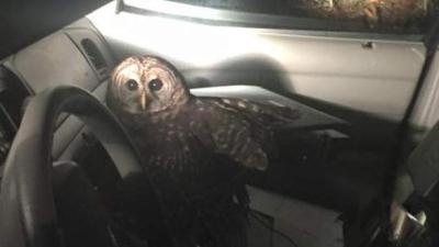 Politieagent crasht met auto na aanval van uil