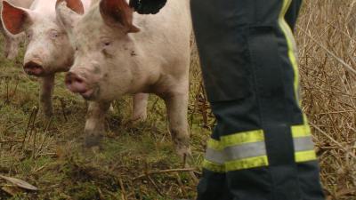 2000 varkens komen om bij brand in Kruisland