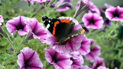 Voorzichtig herstel vlinderstand