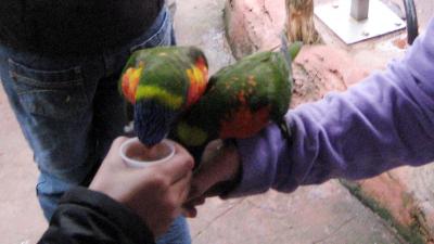 Stop vogelmarkten, in het belang van dierenwelzijn en de volksgezondheid