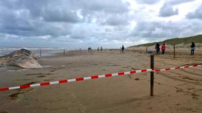 'Stinkende' karkas walvis aangespoeld op Texel