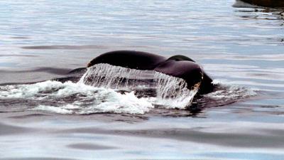In Zeeland aangespoelde walvis gaat naar destructiebedrijf