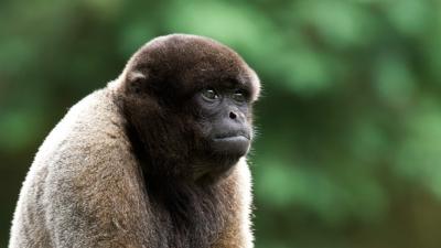 Zeldzame wolaap geboren in Apenheul