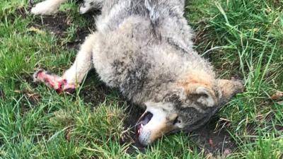 'Wolf uit Nederland doodgereden in België'