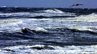 Foto van zee Noordzee meeuw | Archief EHF