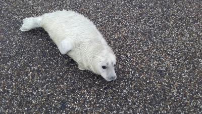 Pieterburen overspoelt met telefoontjes over huilers