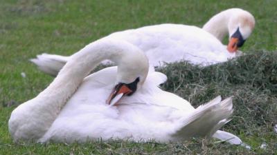 Eerste 'olievrije' zwanen weer uitgezet in natuur